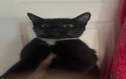 British Shorthair cats for sale: 2 gorgeous boys and one girl 🩷💙💙 - Image 2
