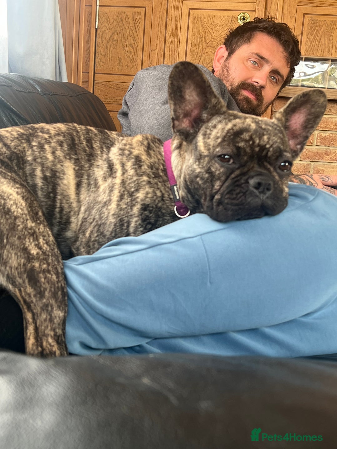 French Bulldog dogs for sale: French bulldog - Image 2