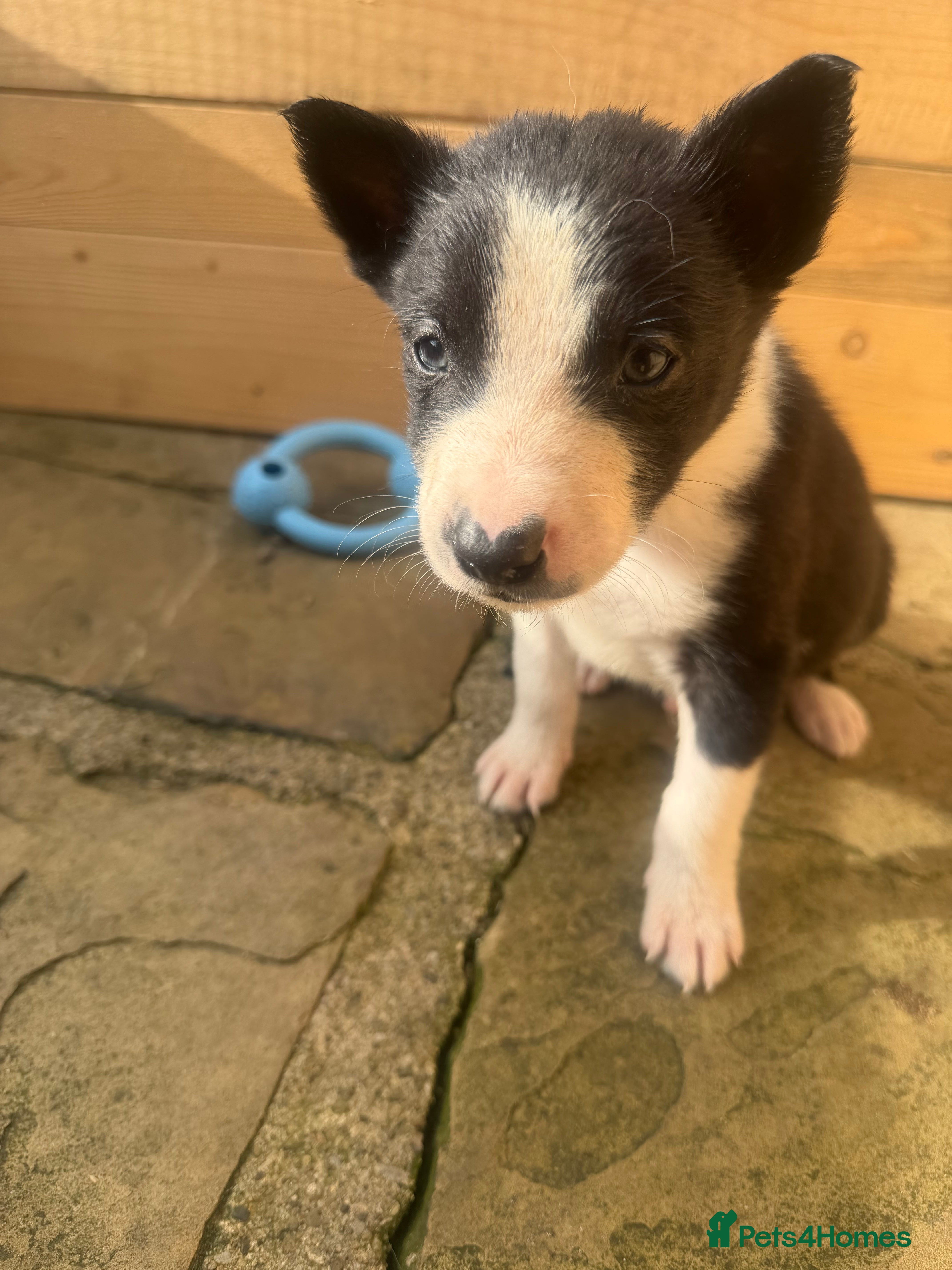 Border Collie dogs 6 Beautiful SIX WEEK OLD Border Collie Puppies - Advert 2