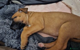 Bullmastiff dogs for sale: Bullmastiff puppy female  - Image 1
