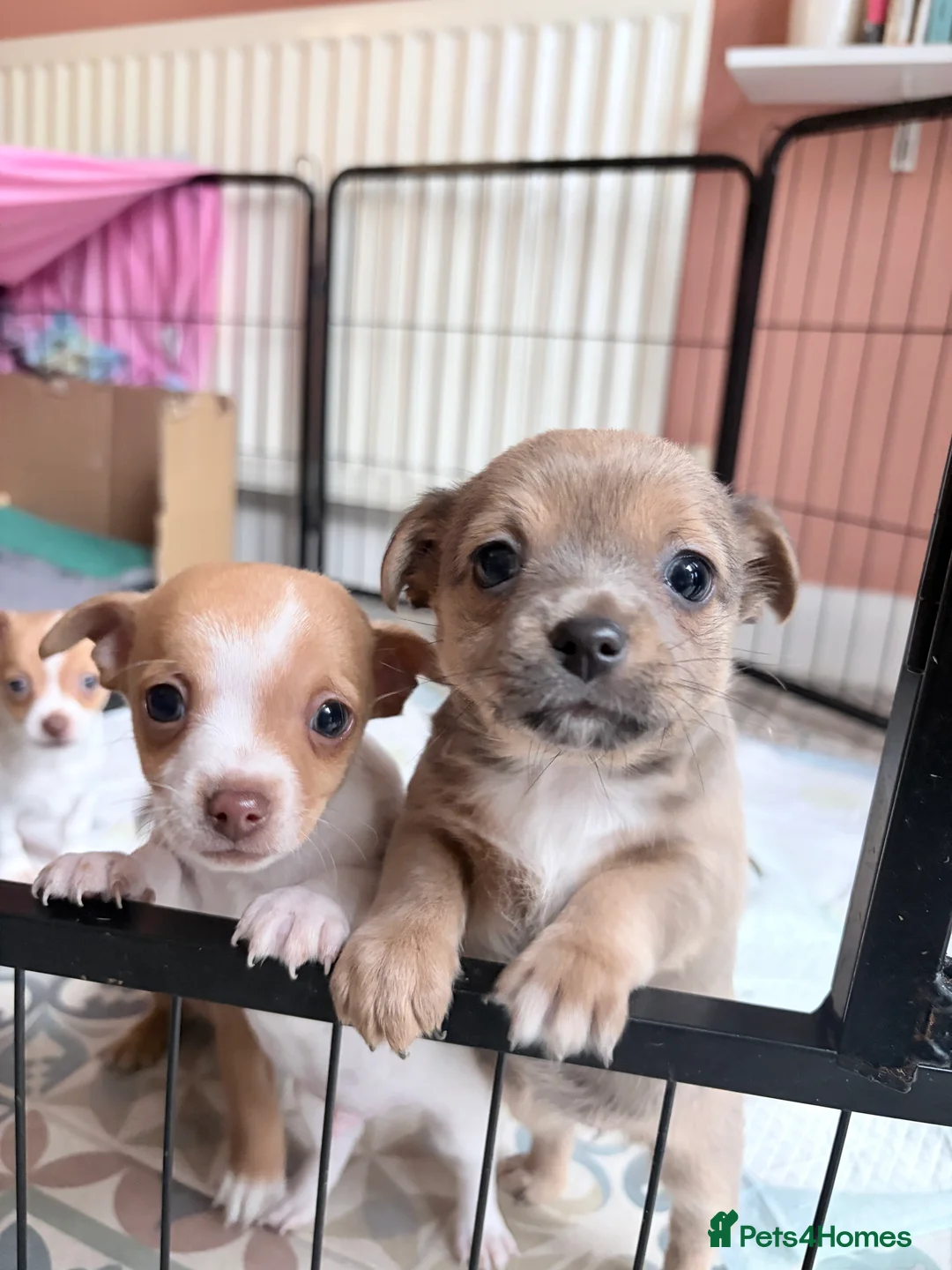 Mixed Breed dogs for sale: Chi-Jack-Weenie puppies - Advert 3