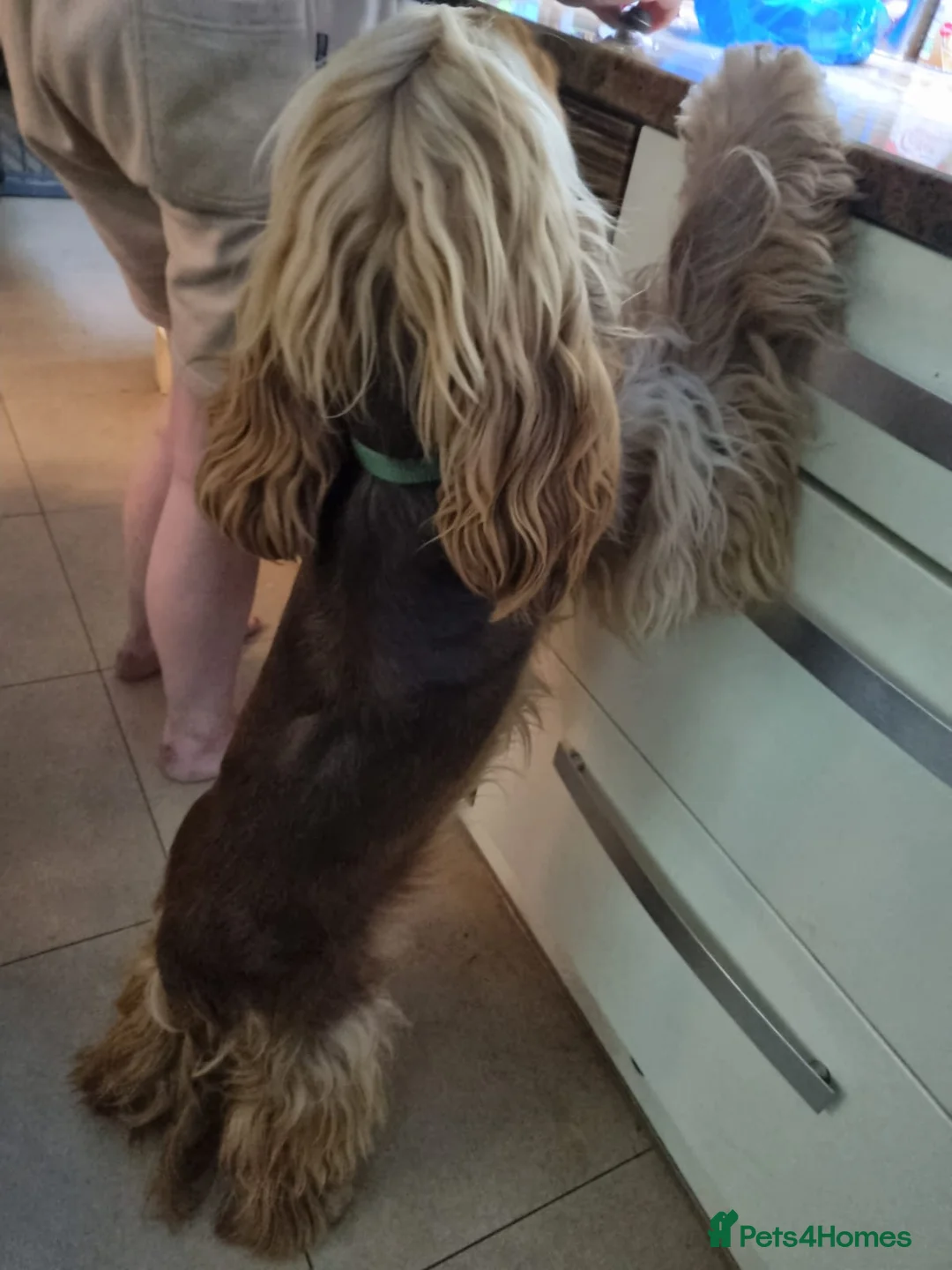 Cocker Spaniel dogs for stud: Show cocker health tested stud CHOCOLATE SABLE in Brentwood - Advert 5