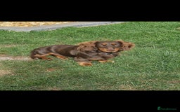 Miniature Dachshund dogs for sale: Minature dashound  - Image 2
