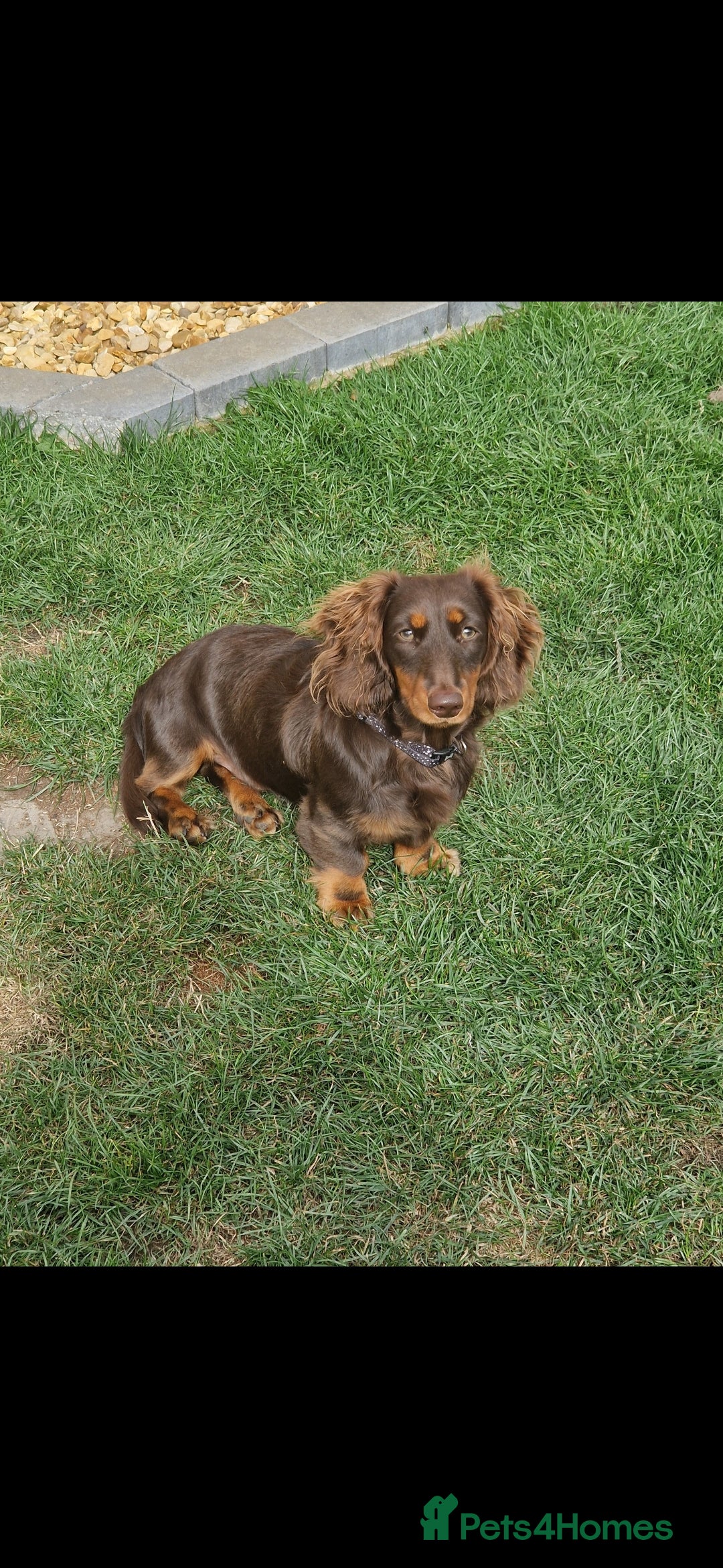 Miniature Dachshund dogs for sale: Minature dashound  - Image 2