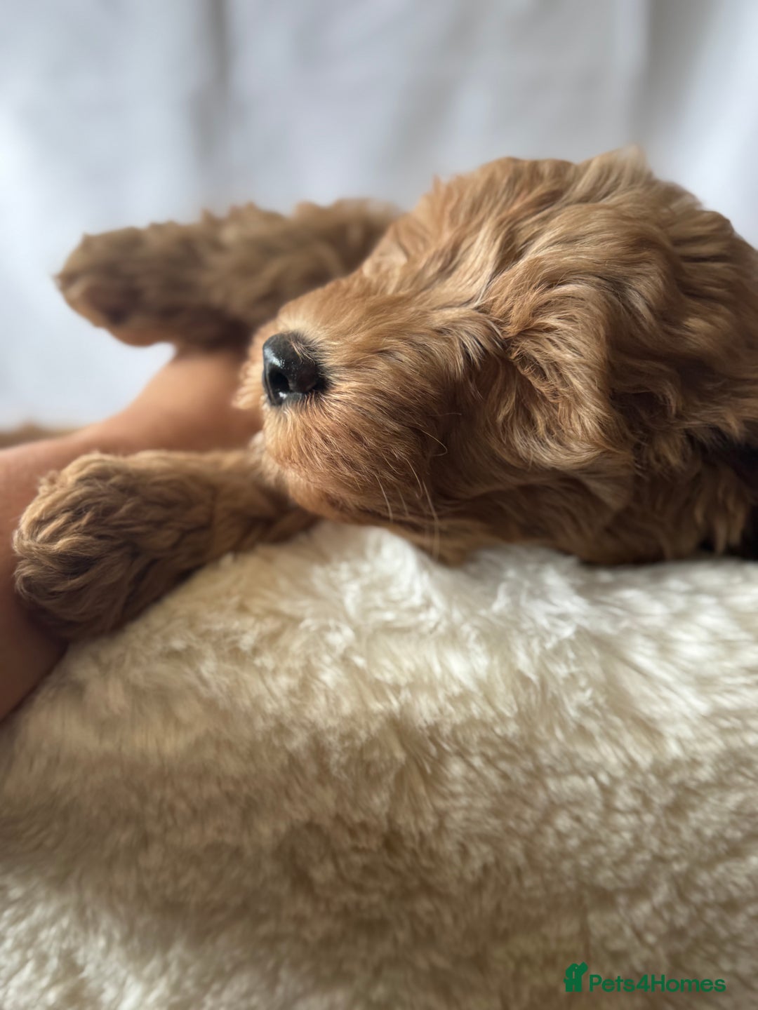 Labradoodle dogs for sale: Labradoodle  - Image 5
