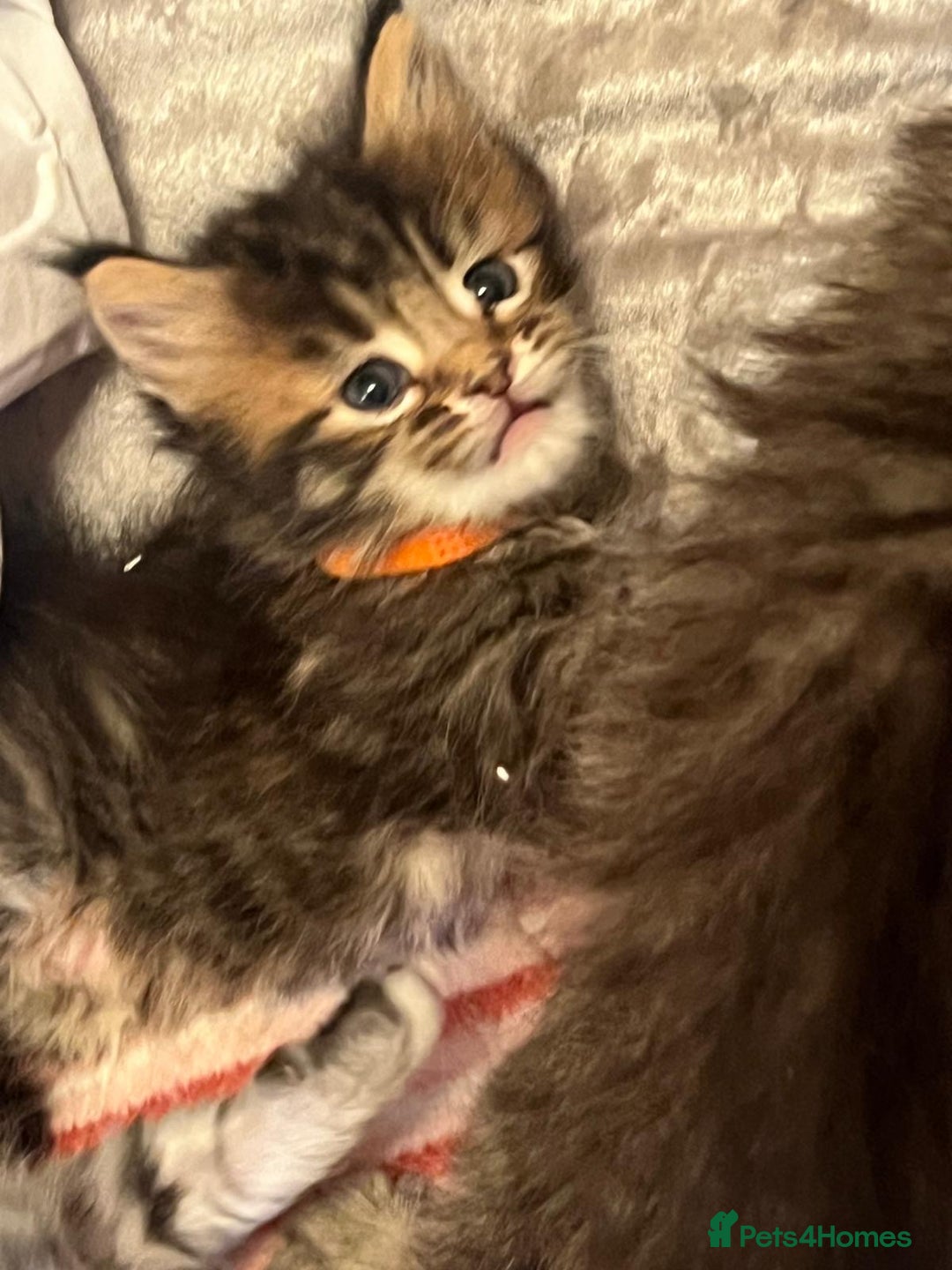 Maine Coon cats for sale: Full breed Mainecoon kittens ready 17th February  - Advert 3