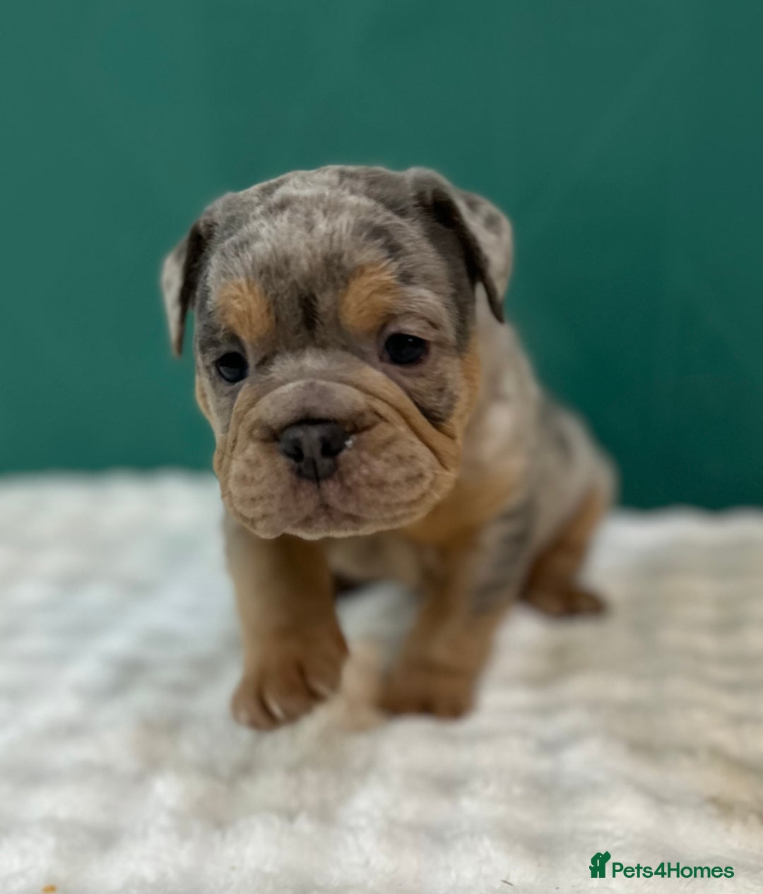 Old Tyme Bulldog dogs for sale: 5 Gorgeous olde bulldogs  - Advert 3