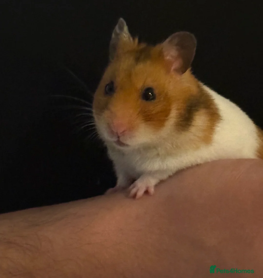 Hamster rodents for sale: Looking for a new home for our Syrian hamster in Colchester - Advert 1