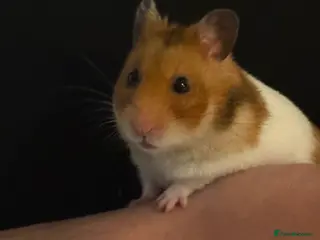 Hamster rodents Looking for a new home for our Syrian hamster - Advert 2