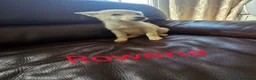 Siberian Husky dogs for sale: BEAUTIFUL SIBERIAN HUSKY PUPPIES  - Advert 6