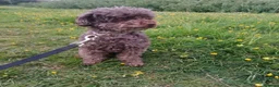 Toy Poodle dogs for sale: Beautiful litter of toy poodle pups 🐶 😍  - Advert 5