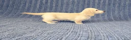 Miniature Dachshund dogs for sale: Rare Cream Mini Longcoat Dachshund Puppies in Dalkeith - Advert 5