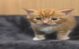 Mixed Breed cats for sale: Main coon mix kittens - Image 10