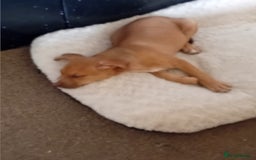 Mixed Breed dogs for sale: 4 month old belgian malinous x staff - Image 12