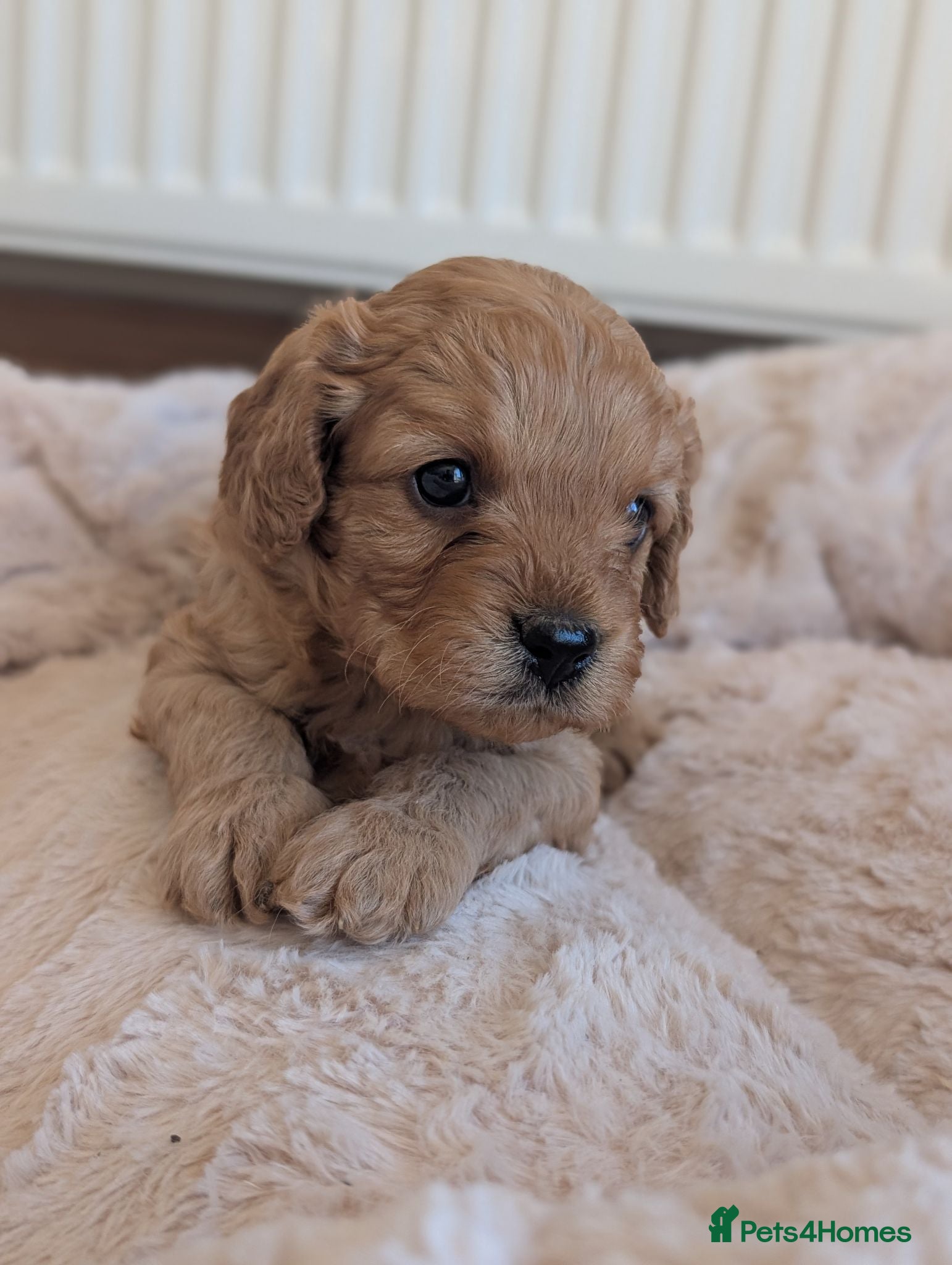 Cavapoo dogs 🌟 F1 Cavapoo Puppies –  Health Tested Parents - Advert 1