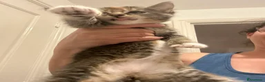 Mixed Breed Kitten 3