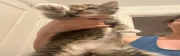 Mixed Breed cats for sale: Gorgeous kittens for sale  - Advert 2