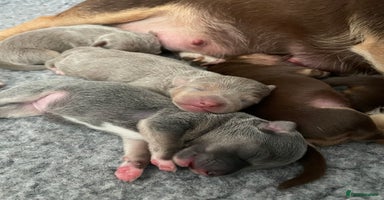 Jack Russell dogs - Advert 12