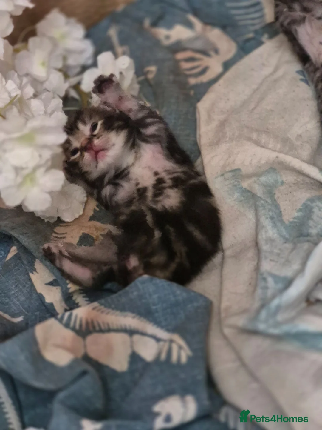Mixed Breed cats for sale: 5 mixed kittens  - Advert 2