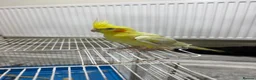 Cockatiels birds for sale: birdd in Leeds - Advert 4
