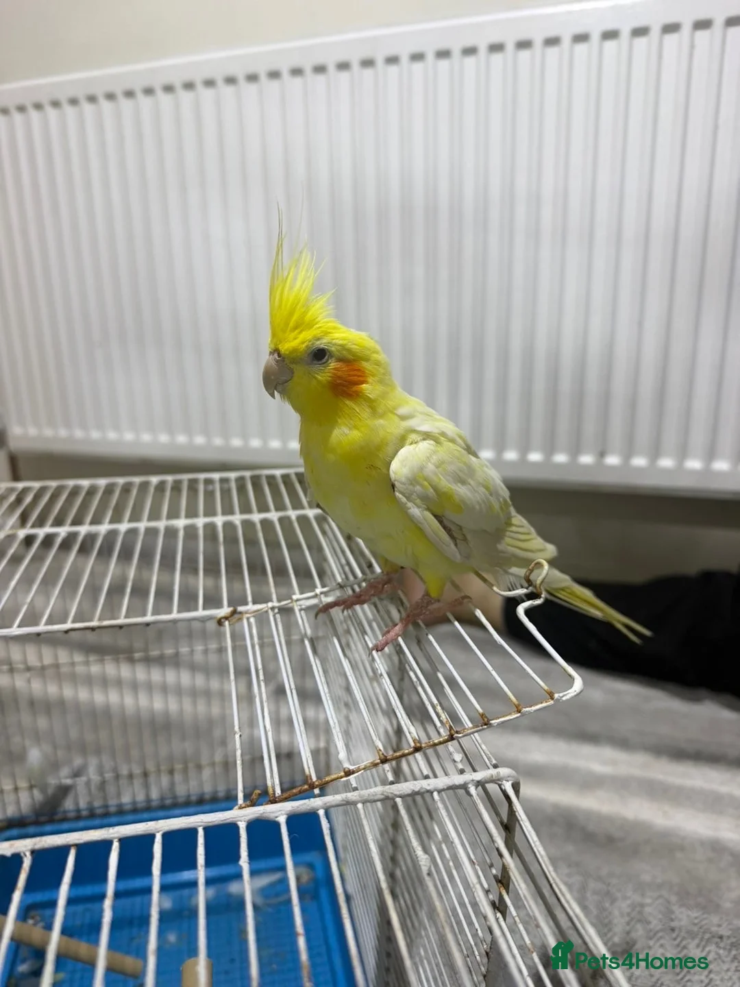 Cockatiels birds for sale: birdd in Leeds - Advert 4