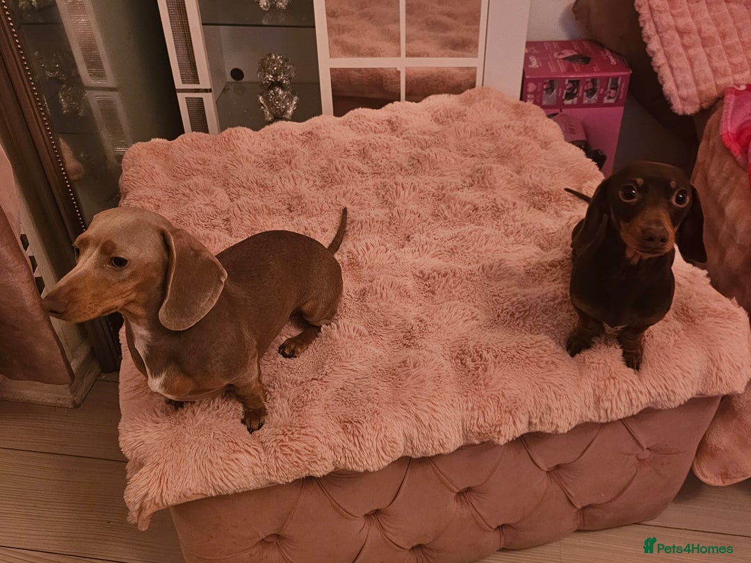 Miniature Dachshund dogs for sale: 10 month old pedegree minature dashound - Advert 3