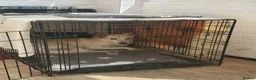 Mixed Breed dogs for adoption: Meet Elena, currently residing in Sheffield  in Sheffield - Advert 8