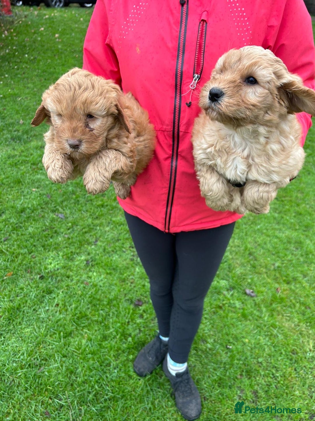 Goldendoodle dogs for sale: Two Stunning Healthy Girl Goldendoodle Puppies  - Advert 4