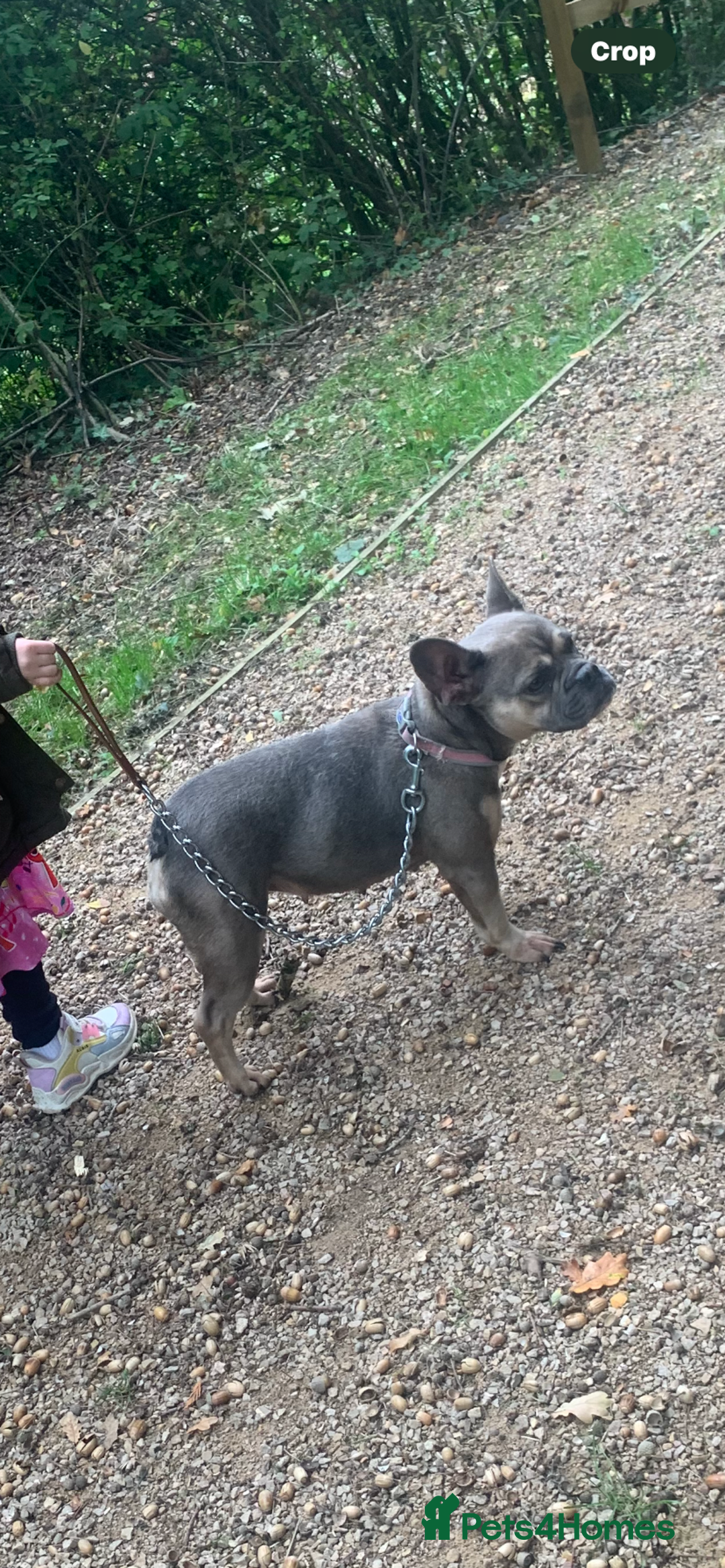 French Bulldog dogs for sale: Blue fawn French bulldog girl  - Advert 1
