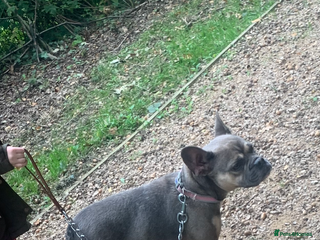 French Bulldog dogs Blue fawn French bulldog girl - Advert 2