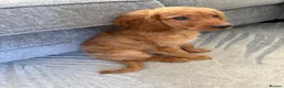 Mixed Breed dogs for sale: 12 week puppy in Clacton-on-Sea - Advert 4