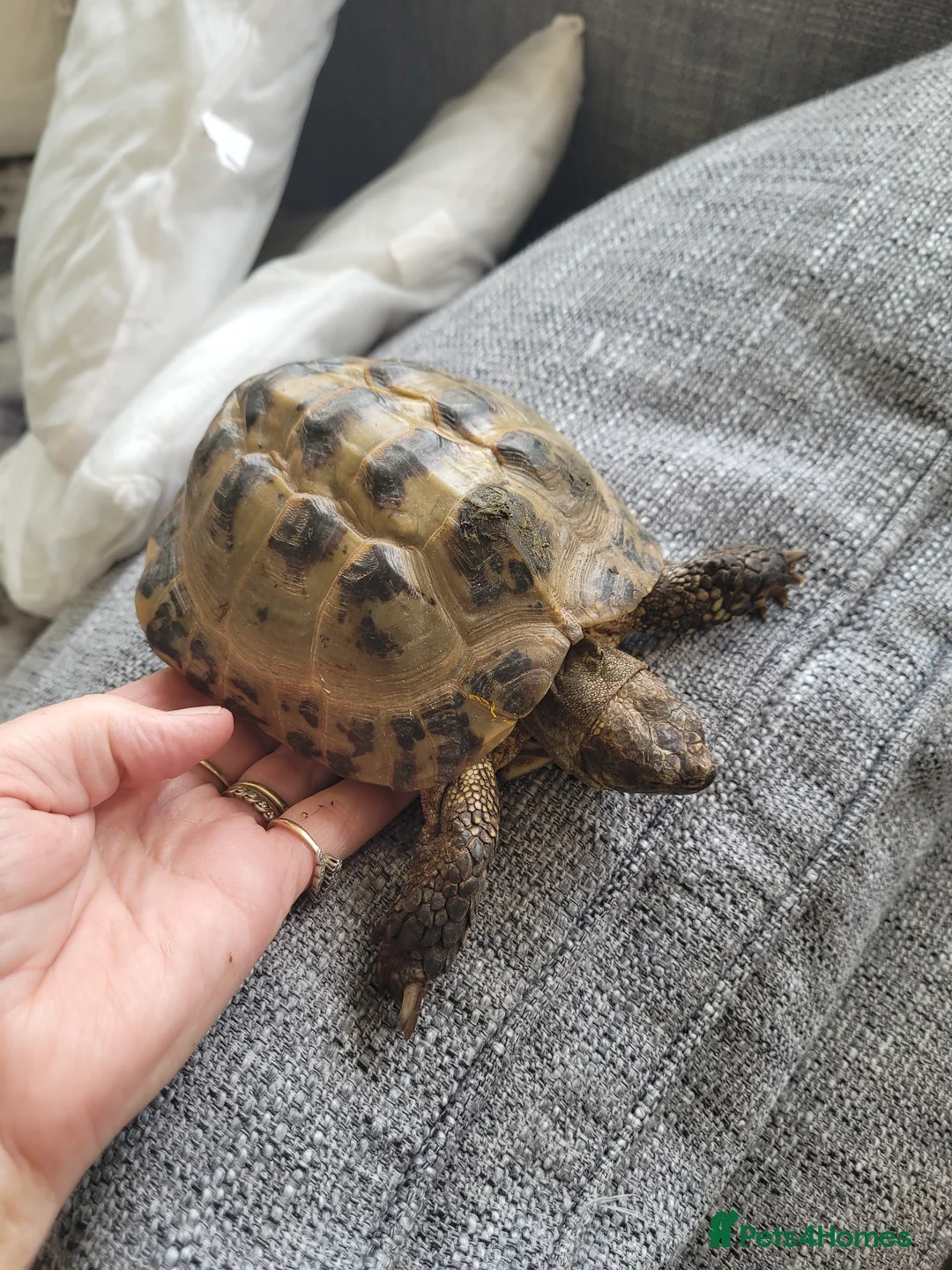 Tortoise reptiles for sale: Male Horsefield tortoise. Age 12 years in Teignmouth - Advert 1