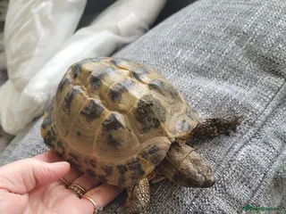 Tortoise reptiles Male Horsefield tortoise. Age 12 years - Advert 1