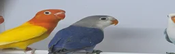 Lovebirds birds for sale: DNA sexed Male Female Lovebirds in Birmingham - Advert 3