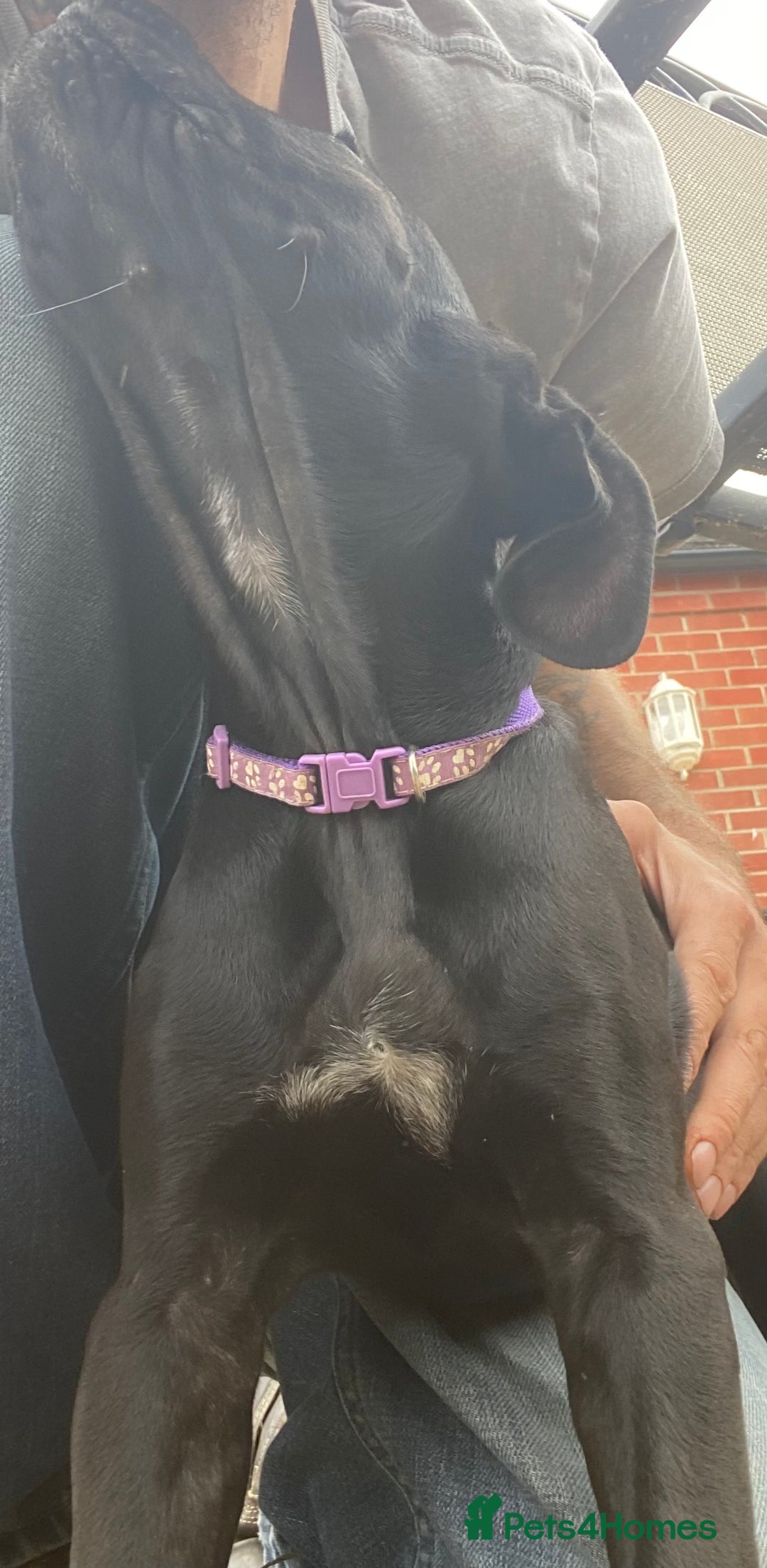Cane Corso dogs for sale: Big Pure Cane Corso Puppies Ready Now!  - Image 32