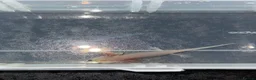 Axolotl reptiles for sale: Axolotl juveniles  - Advert 12