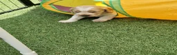 Cockapoo dogs for sale: COCKER SPANIEL in Gillingham - Advert 10