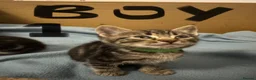 Domestic Shorthair cats for sale: Beautiful kittens  - Advert 5