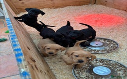 Labrador Retriever dogs for sale: Labrador puppies from working lines - Image 7