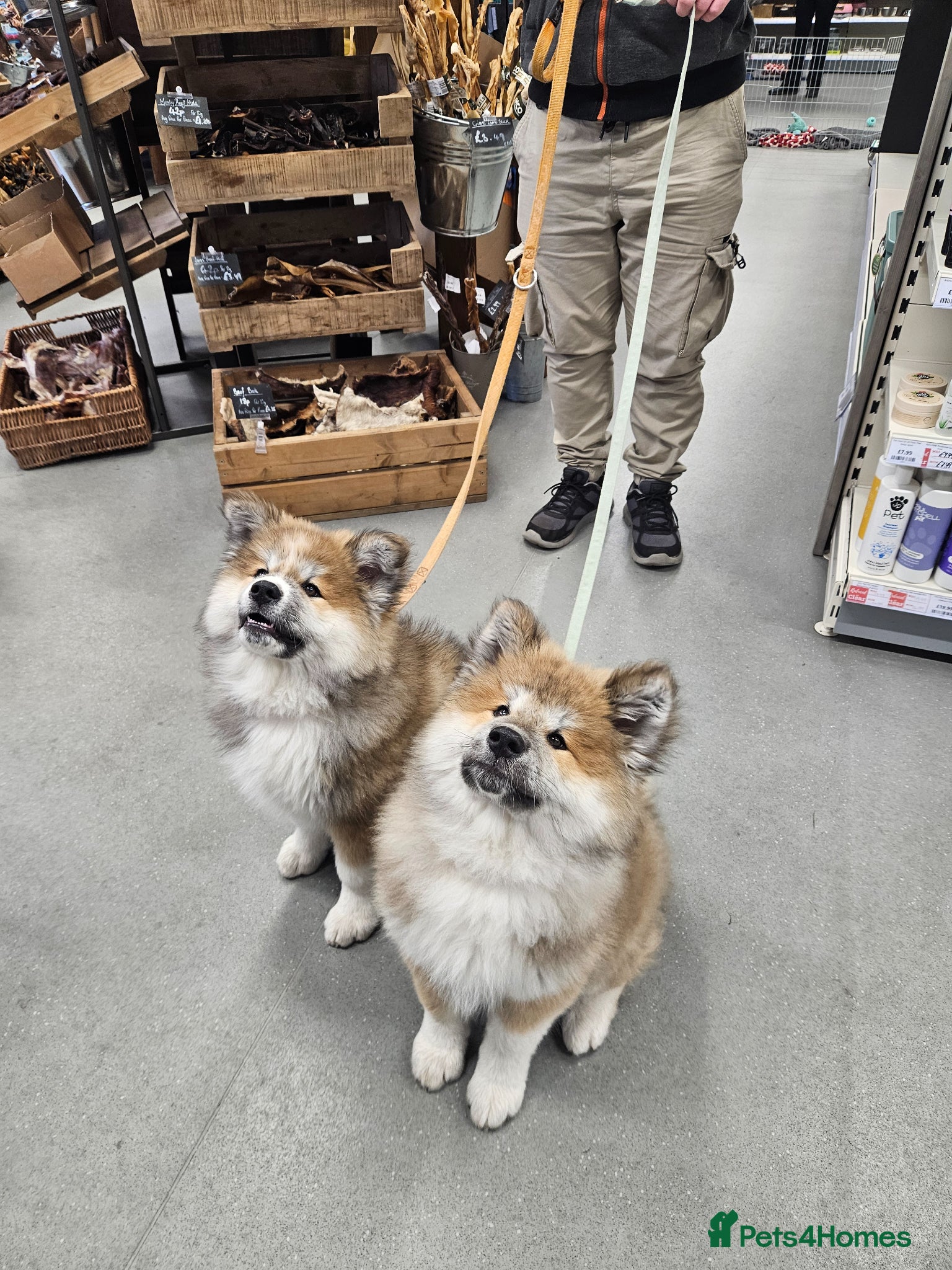 Japanese Akita Inu dogs for sale: RKC Registered Long-Coat Female - Advert 7