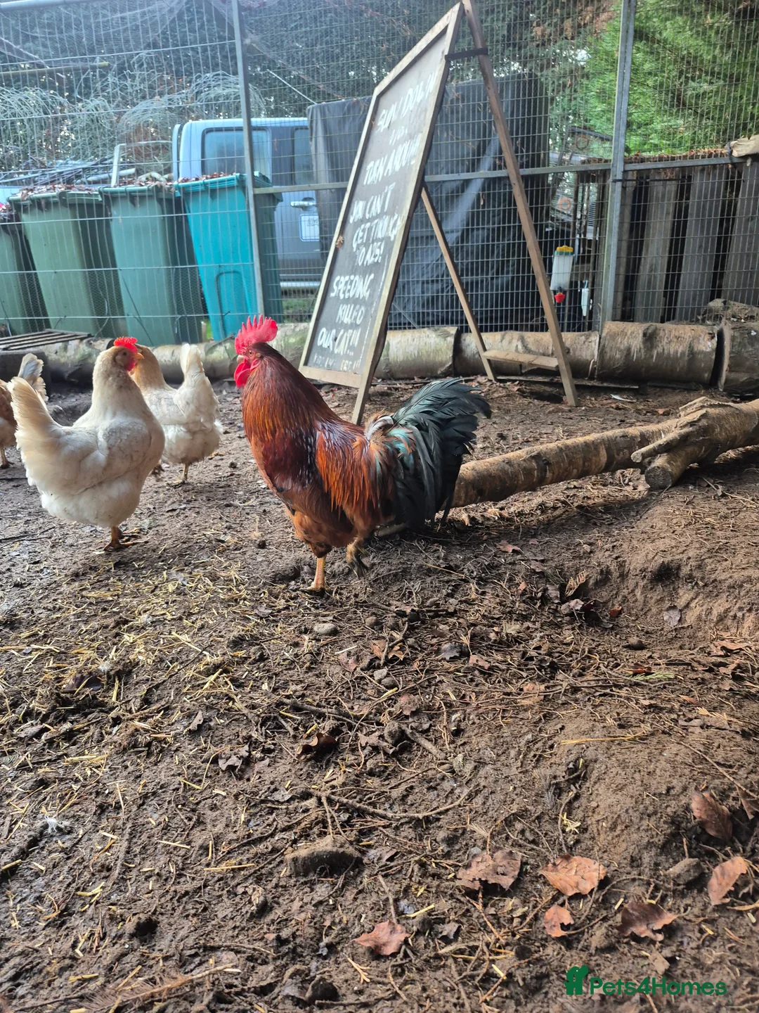 Chickens poultry for sale: Cockeral - Advert 2