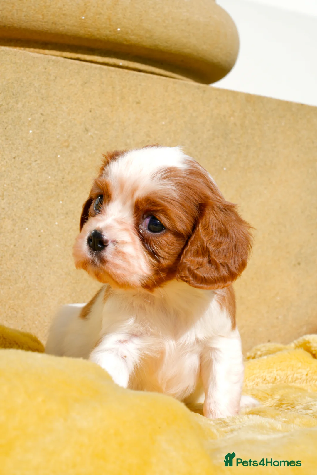 Cavalier King Charles Spaniel dogs for sale: ⭐️ Cavalier King Charles puppies ⭐️  - Advert 1