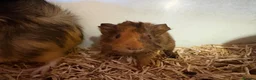 Guinea Pig rodents for sale: Girl and boy babies  - Advert 4