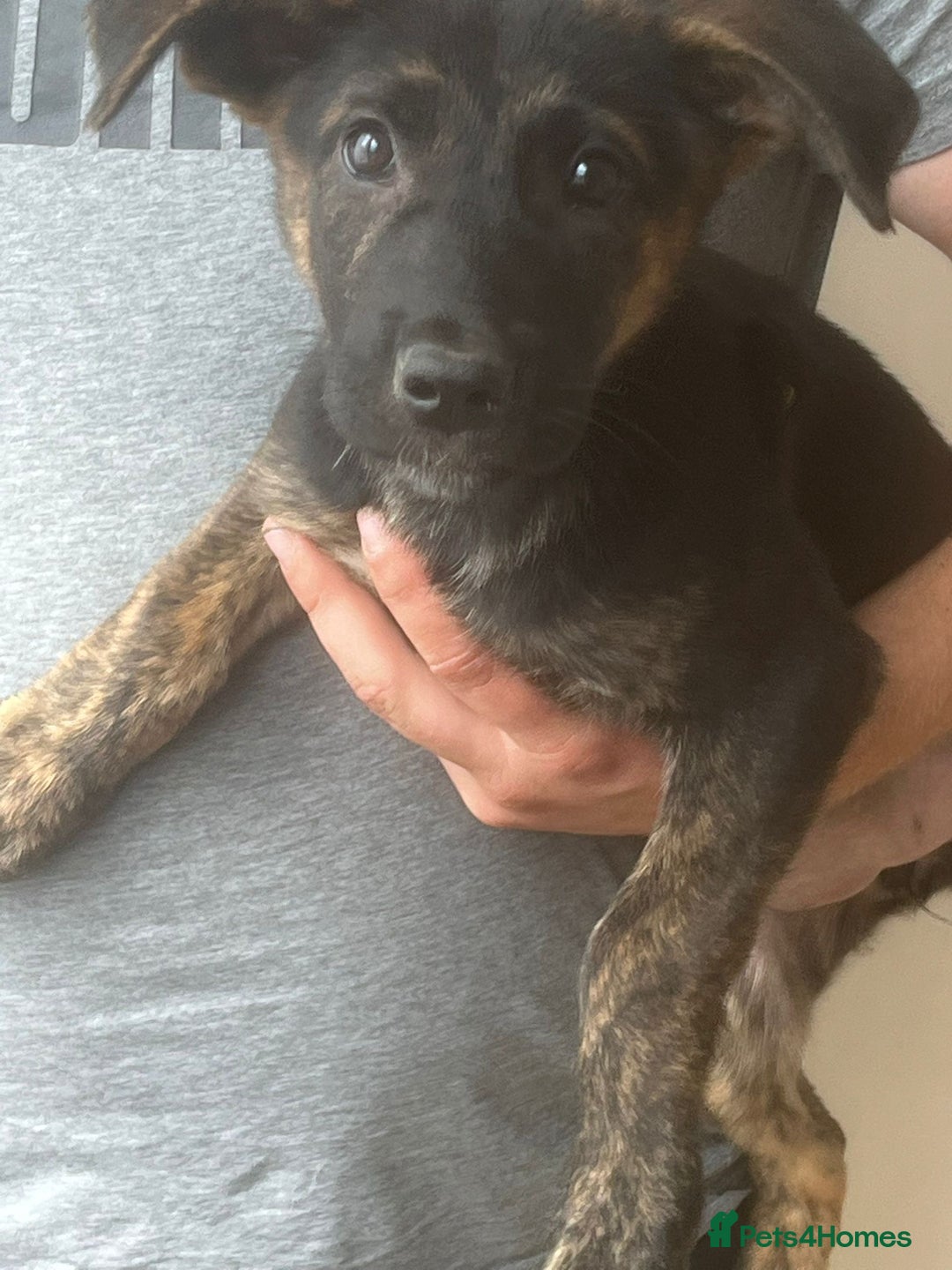 German Shepherd dogs for sale: Female King Dutch shepherd  - Image 4
