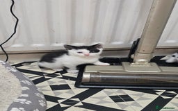 Mixed Breed cats for sale: Kittens for sale - Image 5