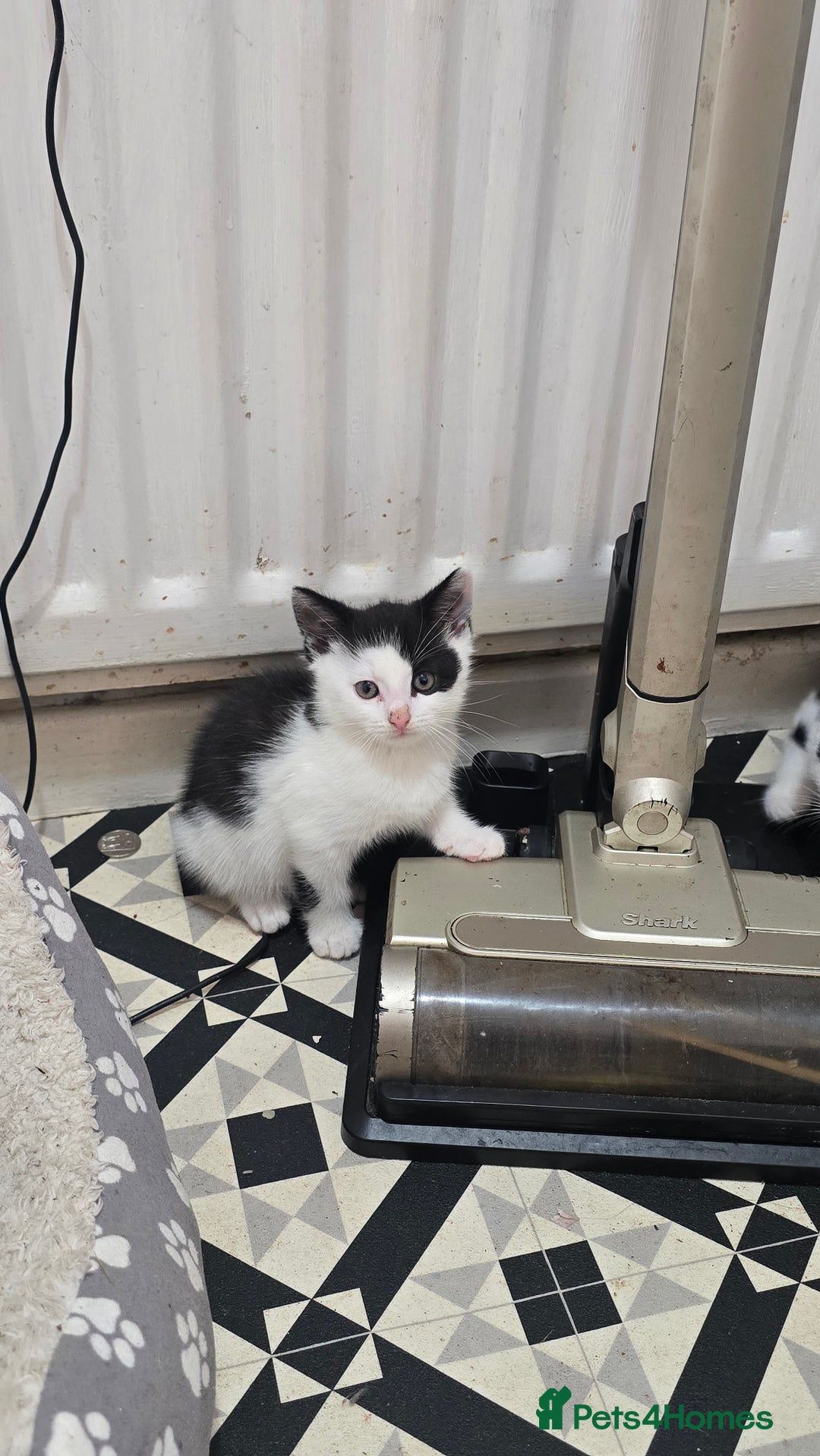 Mixed Breed cats for sale: Kittens for sale - Image 5