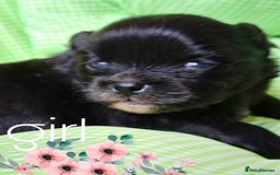 Pomeranian dogs for sale:  KC Teddy Face Merle, Black Exquisite Petite Girls - Advert 8