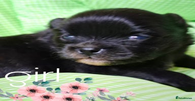 Pomeranian dogs  KC Black Exquisite Petite Girl white marking  - Advert 3