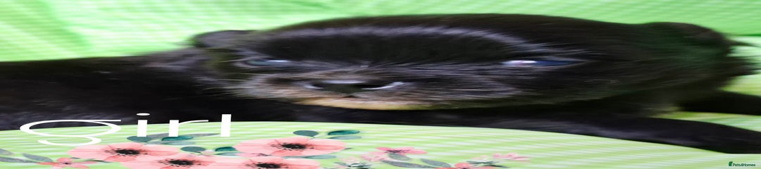 Black with white markings