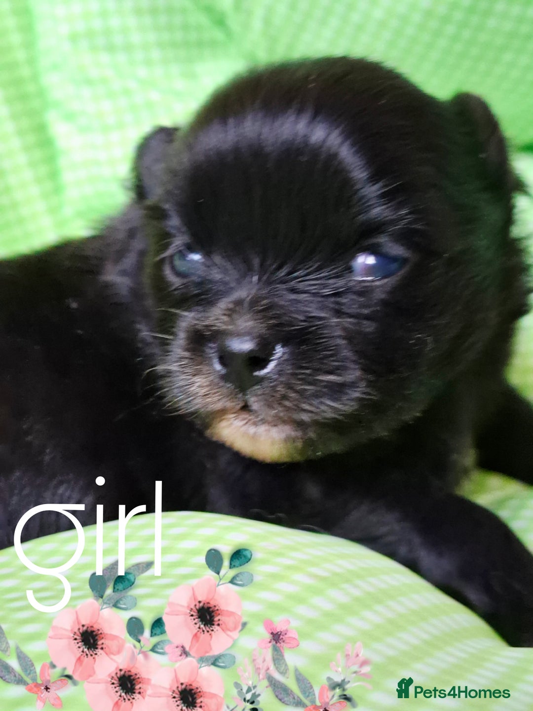Pomeranian dogs for sale:  KC Teddy Face Merle, Black Exquisite Petite Girls - Advert 8